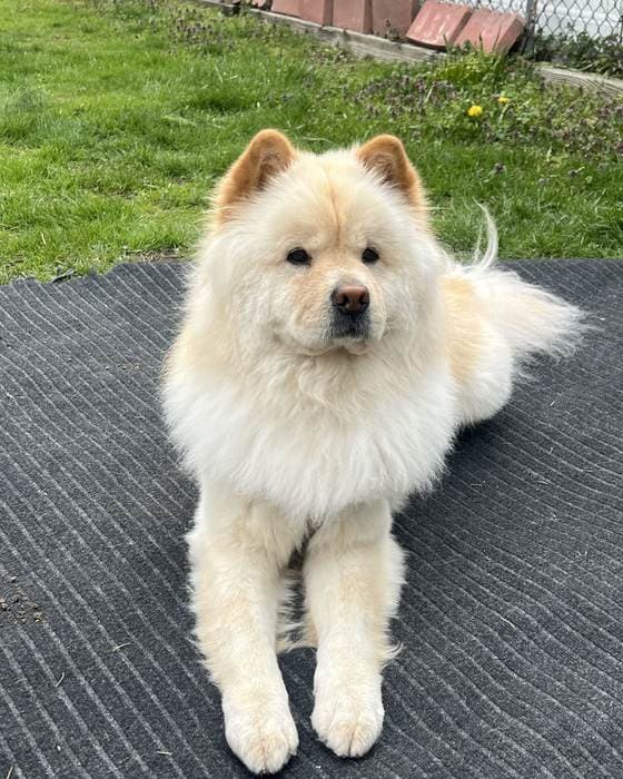 Example pet photo before